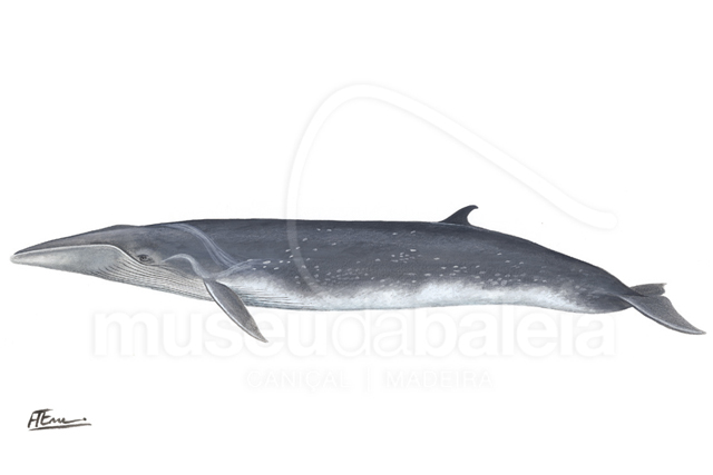 Baleia-sardinheira