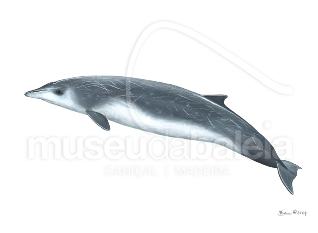 Baleia-de-bico-de-gervais
